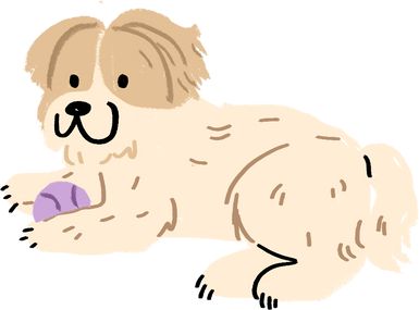 Cute Handdrawn Shih Tzu Playing with a Ball 